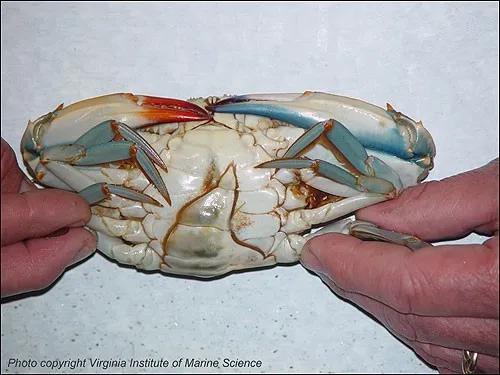 蟹的右边身体是雌性，左边是雄性 | Ashleigh Rhea/Virginia Institute of Marine Sciences