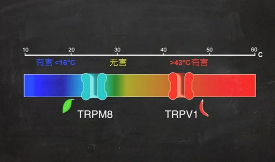 TRP通道作为热感受器。