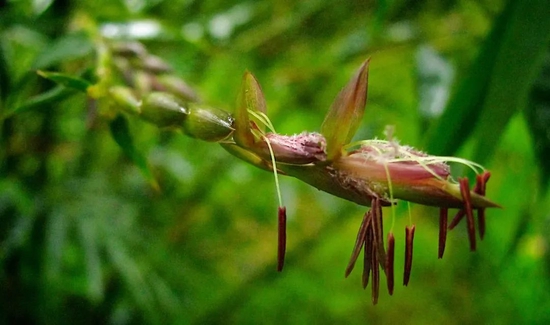 竹子开的花，有人见过吗？ 图片来自：guadua bamboo