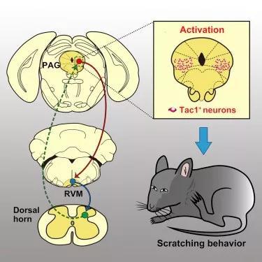 ▲导水管周围灰质（PAG）中表达速激肽（Tac1）的一群神经元通过下行通路调控脊髓水平痒觉信息处理，促进小鼠抓挠行为的产生（图片来源：参考资料[1]）