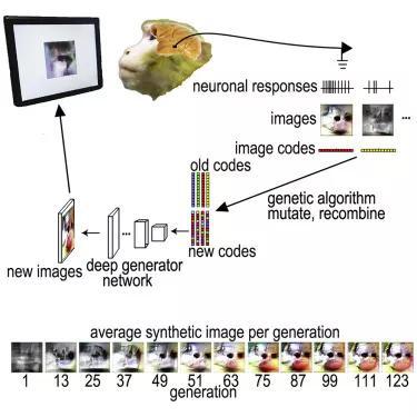 ▲根据发放强度的反馈合成神经元喜爱的图像（图片来源：参考资料[1]）