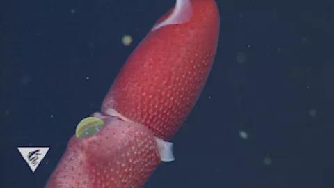 更多的帆乌贼呈红色，看起来像草莓。这也是“草莓鱿鱼”一名的来源。图片来源：YouTube