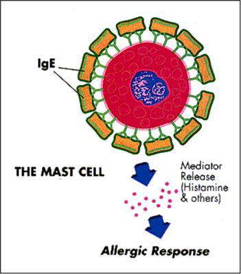 致敏过程 （图片来源：https://www.cityallergy.com）