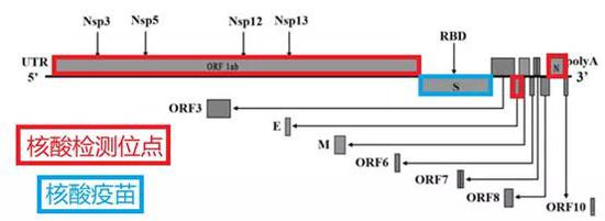 核酸检测与核酸疫苗的靶点