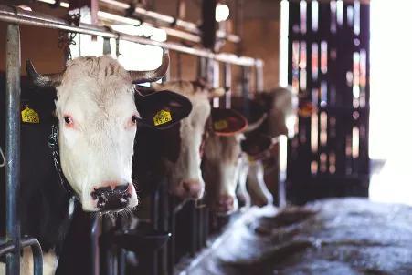 019 年澳大利亚统计局数据显示，49% 的澳大利亚农场培育肉牛，肉牛养殖用地超出总农业用地面积的 79%。图片来源：freestocks.org/Pexels