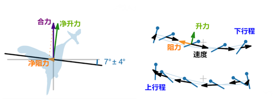 分析蜂鸟振翅时所产生的力