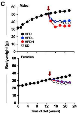  ▲无论雄鼠还是雌鼠，保持高脂肪饮食的同时服用双硫仑，体重都没有增加，甚至越来越瘦（图片来源：参考资料[1]）