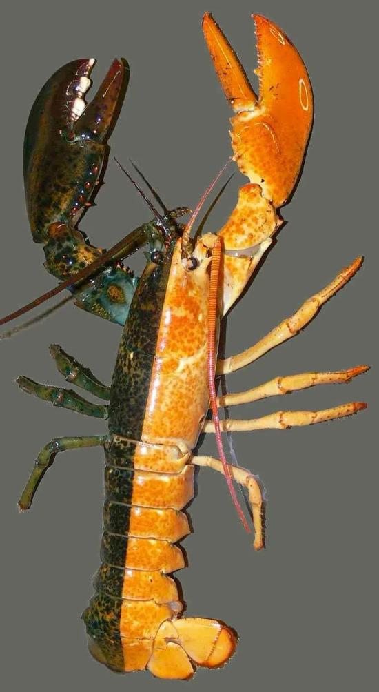 龙虾黄色的右边是雄性，绿褐色的左边是雌性| Richard Palmer， University of Alberta