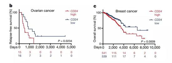 ▲CD24的水平高低与不少癌症的预后有关（图片来源：参考资料[1]）