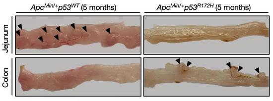 在另一个模式小鼠的空肠和结肠再现之前的研究成果