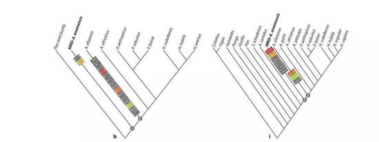 系统发育树（加粗的地方为湖畔种新化石MRD-VP-1/1）（图片来源：论文截图）