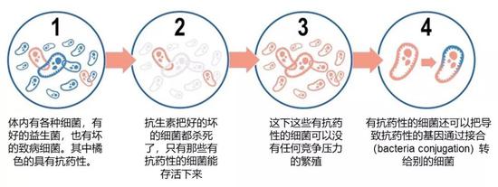 图3：抗生素耐药性是怎么产生和传播的