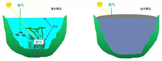 图2 富营养化过程导致湖泊由清水稳态转换为浊水稳态