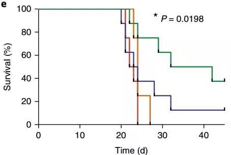 肿瘤小鼠长期生存率提升