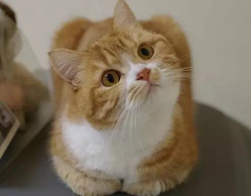 又到本喵要暖爪的季节了......