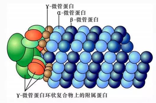  γ微管蛋白成核作用示意图