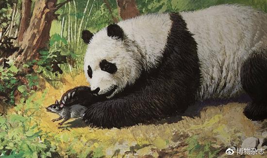 除了竹子，熊猫也吃小动物（图中抓的不是竹鼠）。来源：《世界动物图鉴》