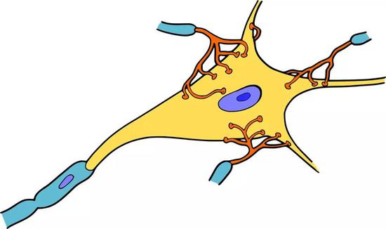 ▲ 神经之间的连接