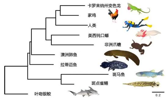 澳洲肺鱼在现生动物中的演化位置。早早地在进化路上躺平。