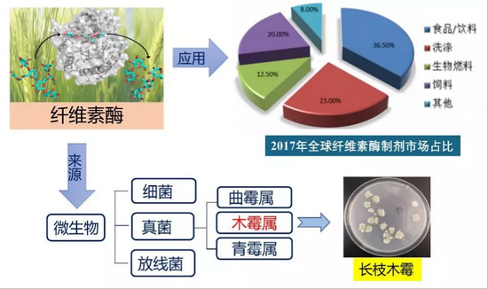 图：纤维素酶简介（图