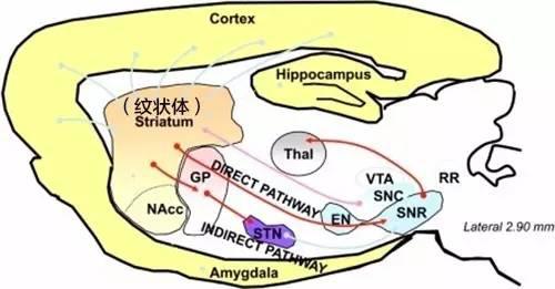 为什么游泳学会了不会忘?程序性记忆的储存_手机新浪网