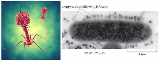 左：噬菌体示意模型；右：细菌细胞中塞满了新生产的噬菌体（图片来源：http://book.bionumbers.org/）
