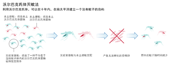 携带不同沃尔巴克氏体菌株的蚊子交配，蚊卵无法孵育 | 参考文献[2]