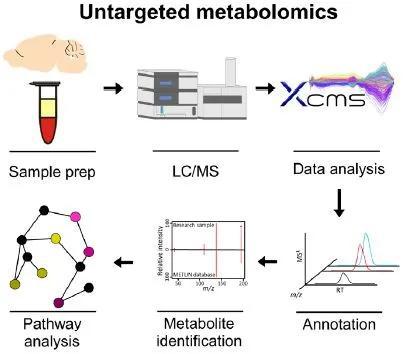 通过代谢组学分析两组小鼠全身和大脑的代谢物变化