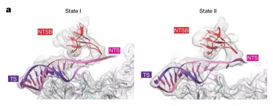 ▲CasX含有一个参与目标DNA解螺旋的结构域NTSB，是剪切双链DNA不可或缺的（图片来源：参考资料[1]）