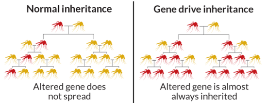 正常基因遗传（左）与基因驱动遗传（右）的种群对比 | Corporateeurope.org
