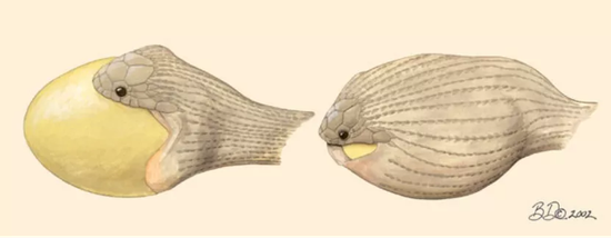 食卵蛇吞食鸟蛋的过程中，其上下颌并未分离，但两侧下颌的两端是分开的（图片来自michiganscienceart.com）