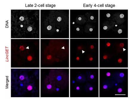 图3 LincGET在小鼠2-和4-细胞期各个卵裂球之间不均等分布