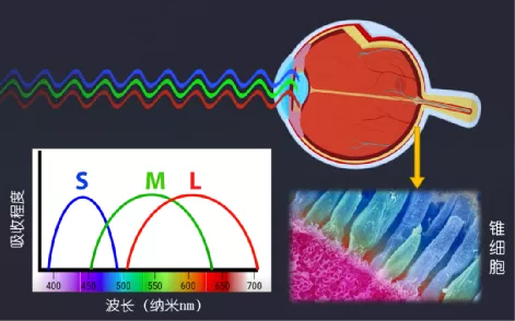 眼底视网膜上的三种锥细胞（代号S、M、L）能感知进入眼中的不同波段的光线。| 作者整理