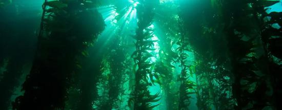 海獭又萌又重要,你呢?_手机新浪网
