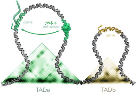 基因倒位可以将属于一个TAD的调控序列“搬运”到另一个TAD里，从而转为调控后者的基因表达。（来源：Thomas Splettsotesser；翻译：罗丁豪）