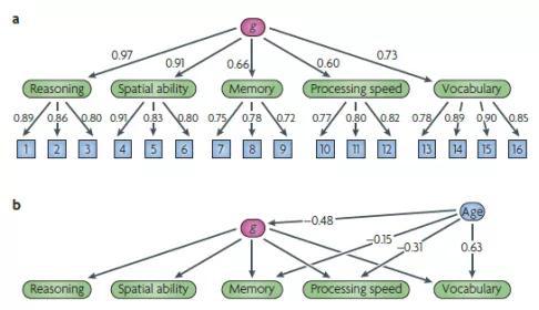 g factor(g因子)，一般心智能力，即我们常说的IQ的前身，由Spearman于1904年提出，后被用于一战美国军队选拔并逐渐获得世界认可。小方块代表16种不同的认知能力测试。这16项测试结合成5个因素：推理、空间能力、记忆力、处理速度、词汇量。每个测试都有一组因子：这些数字可以被认为是个体测试和高阶潜在特征或能力领域之间的相关性。所有五个领域都与一般智力因素（g）有很高的关联。引自doi：10.1038/nrn2793