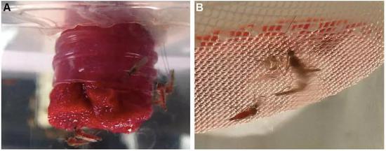 　　雄性库蚊吸血（左），在有石蜡薄膜掩盖（右）的情况下也能吸丨（DOI）10.3389/fphys.2016.00004