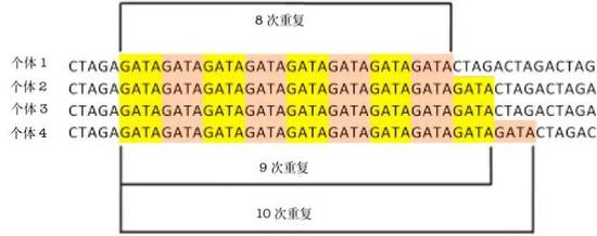 同一STR位点，在不同个体中，其基本单位的重复次数也有较大差异。｜ScienceDirect