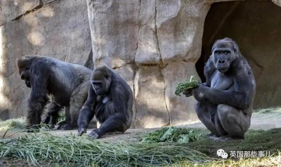 动物园大猩猩集体感染新冠！全球首例，这病毒实在太狡猾！