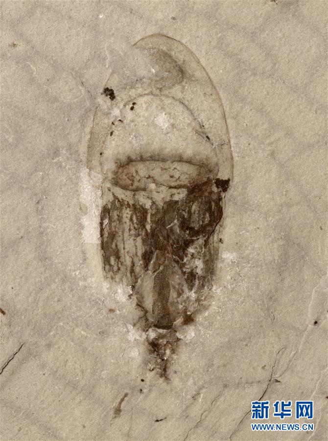 “清江生物群”中发现的水母化石。新华社发（西北大学供图）