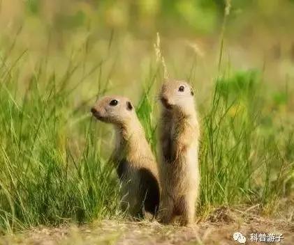 图7。达乌尔黄鼠Spermophilus dauricus（图片来源：搜狗图片）