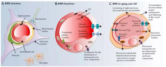 ▲血脑屏障（DOI：10.1186/1750-1326-8-38）