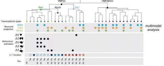 ▲考察不同转录组类型的细胞与雌雄、雄雄间的行为激活的对应关系（图片来源：参考资料[1]）
