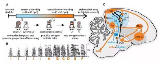 斑胸草雀学习唱歌的神经元电路图 （ A 幼年草雀学习唱歌的时间表；B 成年草雀唱歌的频率谱图；C 听觉（蓝色）和神经元电路（橙色）示意图）