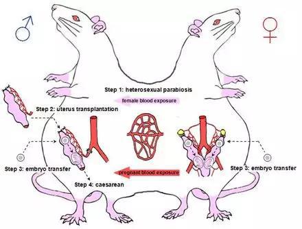 公鼠怀孕实验里的“连体鼠”示意图