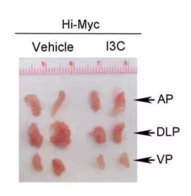 ▲一个月的I3C治疗，能够缩小小鼠肿瘤的体积（图片来源：参考资料[1]）