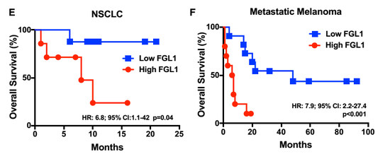 FGL1蛋白水平高的患者免疫治疗效果更差