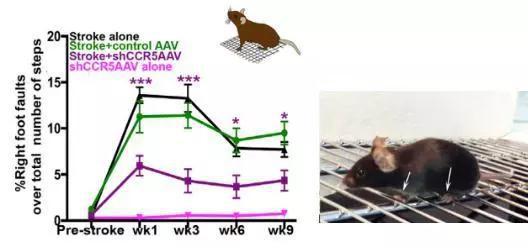 黑色：发生脑卒中的小鼠脚步失误率；紫色：接受抑制CCR5治疗的小鼠脚步失误率