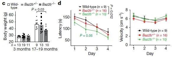 ▲降低Baz2b，老年小鼠的发胖现象和学习记忆表现都有改善（图片来源：参考资料[1]）