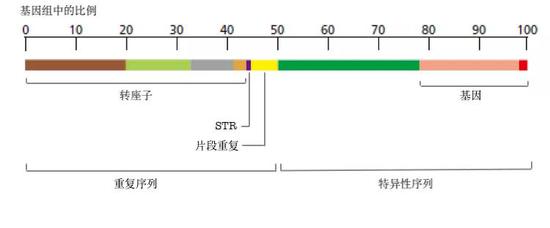 人类的基因组包含特异性序列和重复序列。重复序列甚至可以占到人类基因组的一半以上。｜来源：Molecular biology of the cell